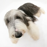 Bearded Collie lying with head up