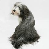 Bearded Collie sitting