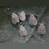 Cabbage whitefly