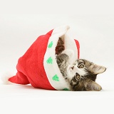 Maine Coon kitten, 8 weeks old, in a Santa hat