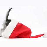 Silver tabby kitten with its head in a Santa hat