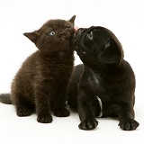 Black Pug pup with black kitten