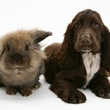 Chocolate Cocker Spaniel pup with Lionhead rabbit