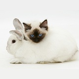 Ragdoll kitten, 12 weeks old, with white rabbit