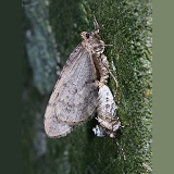 Winter Moth mating pair