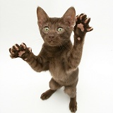 Brown Oriental-type kitten reaching up