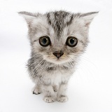 Silver tabby kitten with big eyes