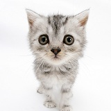 Silver tabby kitten with big eyes