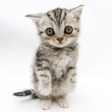 Silver tabby kitten sitting with paws up