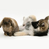 Alsatian pup with Lionhead rabbit