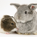 Baby silver Lop rabbit with agouti-and-white Guinea pig