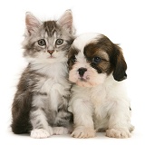 Cavazu puppy with Maine Coon kitten