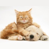 Sleepy Woodle pup and ginger Maine Coon kitten