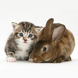 Tabby kitten with a rabbit