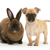 Chihuahua pup and sooty-fawn dwarf Rex rabbit