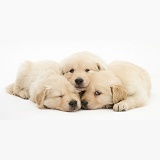 Sleepy Golden Retriever puppies
