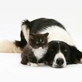 Border Collie and kitten