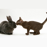 Brown Burmese-cross kitten with blue Rex rabbit