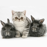 Exotic kitten with Lionhead rabbits