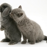 Grey kitten and grey rabbit