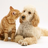 Apricot Poodle with ginger cat