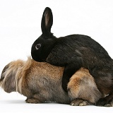 Domestic rabbits mating