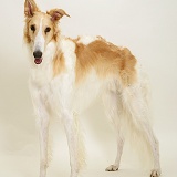 Borzoi dog standing