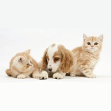 Orange roan Cocker Spaniel pup with ginger kittens