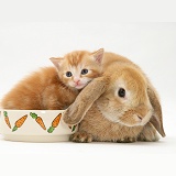 Ginger kitten with a young Sandy Lop rabbit