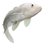White Koi carp