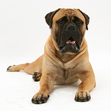 Bullmastiff