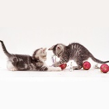Silver tabby kittens playing with baubles