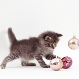 Silver tabby kitten playing with baubles