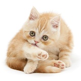 Ginger kitten 'funnel-grooming'
