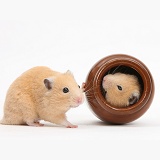 Golden Hamsters playing with a china pot