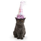 Grey kitten wearing a birthday party hat