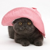 Grey kitten wearing a pink floppy hat