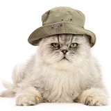 Persian cat wearing a bush hat