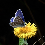 Common Blue Butterfly on fleabane