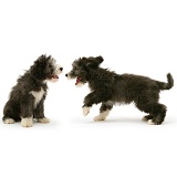 Playful Bearded Collie pups