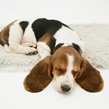 Basset pup sleeping