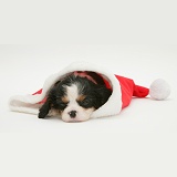 King Charles puppy sleeping in a Santa hat