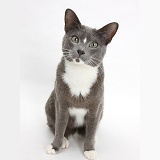 Blue-and-white Burmese-cross cat