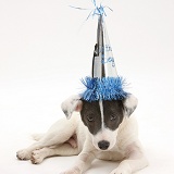 Jack Russell Terrier pup wearing a party hat