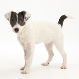 Blue-and-white Jack Russell Terrier pup