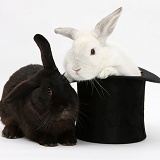 White rabbit in a top hat with black rabbit