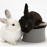 Black rabbit in a top hat with white rabbit