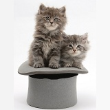 Maine Coon kittens, 7 weeks old, in a top hat