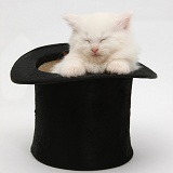 White Maine Coon kitten sleeping in a top hat