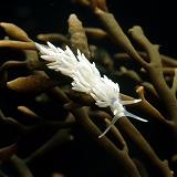 Small white sea slug